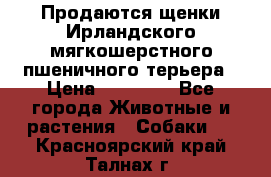 Продаются щенки Ирландского мягкошерстного пшеничного терьера › Цена ­ 30 000 - Все города Животные и растения » Собаки   . Красноярский край,Талнах г.